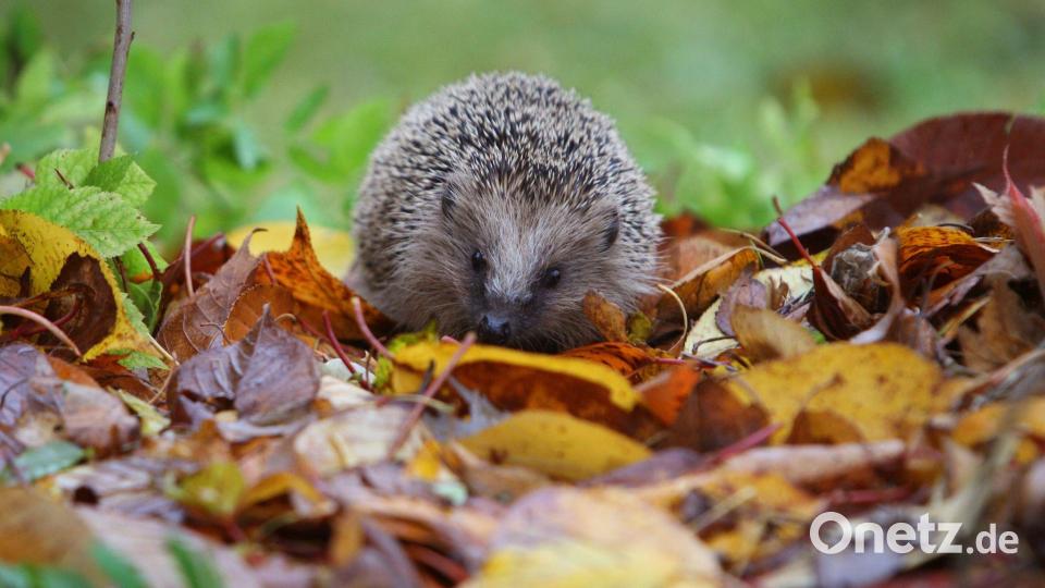 Damit Igel sich wohlfühlen, braucht es mehr als einen Laubhaufen im Winter. (Archivbild) Bild: Karl-Josef Hildenbrand/dpa/dpa-tmn