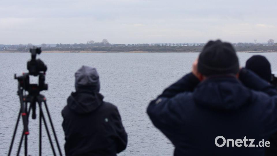 Der Wal lag am Sonntag wenige Hundert Meter vom Festland entfernt. Bild: Daniel Bockwoldt/dpa