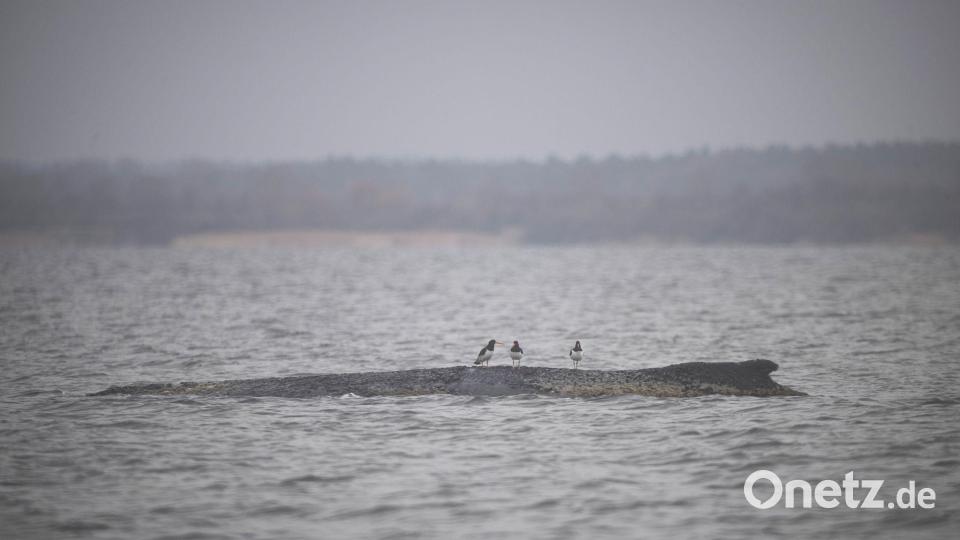 Vögel sitzen auf dem Rücken des Wals. Bild: Philip Dulian/dpa