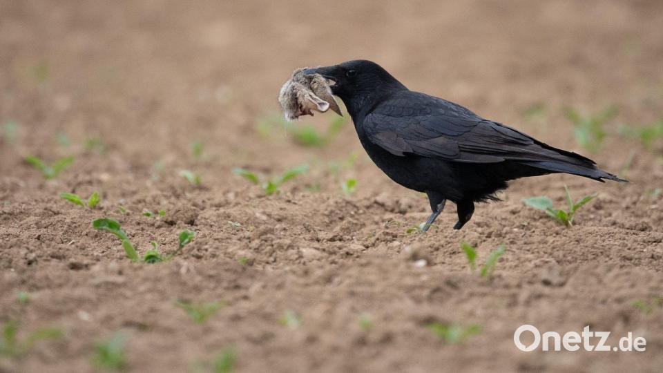 Füchse und Waschbären zählen zu den wichtigsten Fressfeinden der Mümmler. Auf diesem Foto hatte ein Langohr gegen eine Krähe das Nachsehen. (Symbolbild) Bild: Sebastian Gollnow/dpa