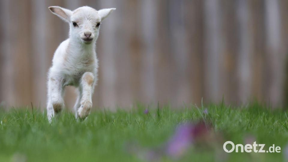 Luisl, das Lämmchen, springt über ein Wiese. Bild: Thomas Warnack/dpa