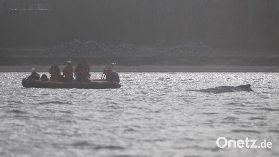 Der Wal soll jetzt in Ruhe gelassen werden - aber schafft er es aus eigener Kraft? Bild: Philip Dulian/dpa