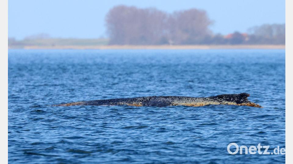 Der Buckelwal braucht Ruhe. Bild: Bodo Marks/dpa