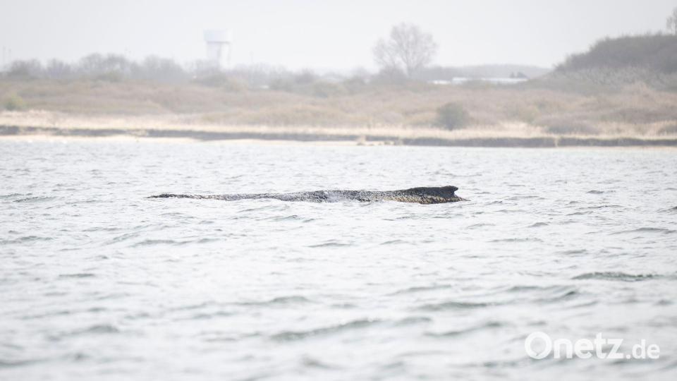 Der Buckelwal liegt noch immer in der Wismarer Bucht. Bild: Philip Dulian/dpa
