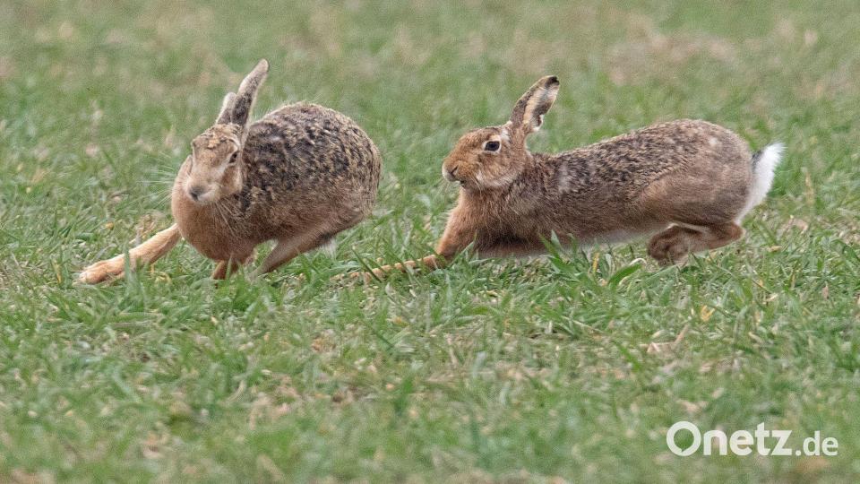 Zwei Feldhasen laufen über ein Feld. Meister Lampe breitet sich wieder in Deutschland aus – hat aber auch mit einer neuartigen Krankheit zu kämpfen. (Symbolbild) Bild: Boris Roessler/dpa
