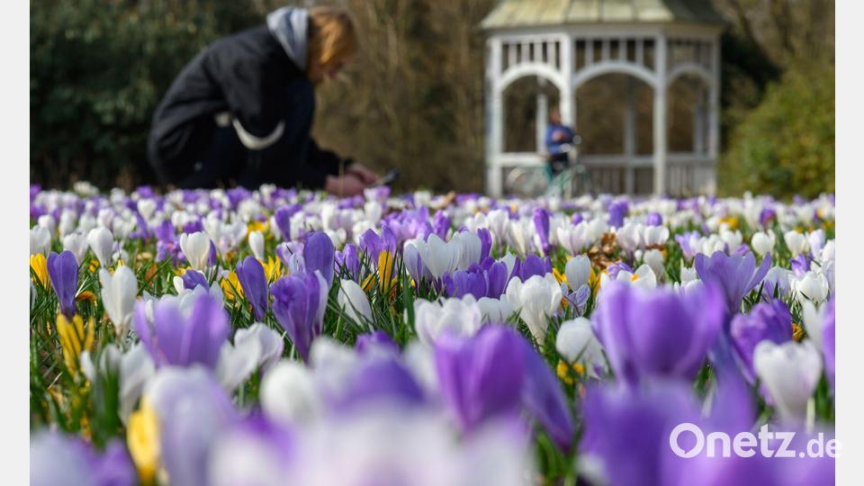 Im ersten meteorologischen Frühlingsmonat blühten auch die Krokusse. (Archivbild) Bild: Hendrik Schmidt/dpa