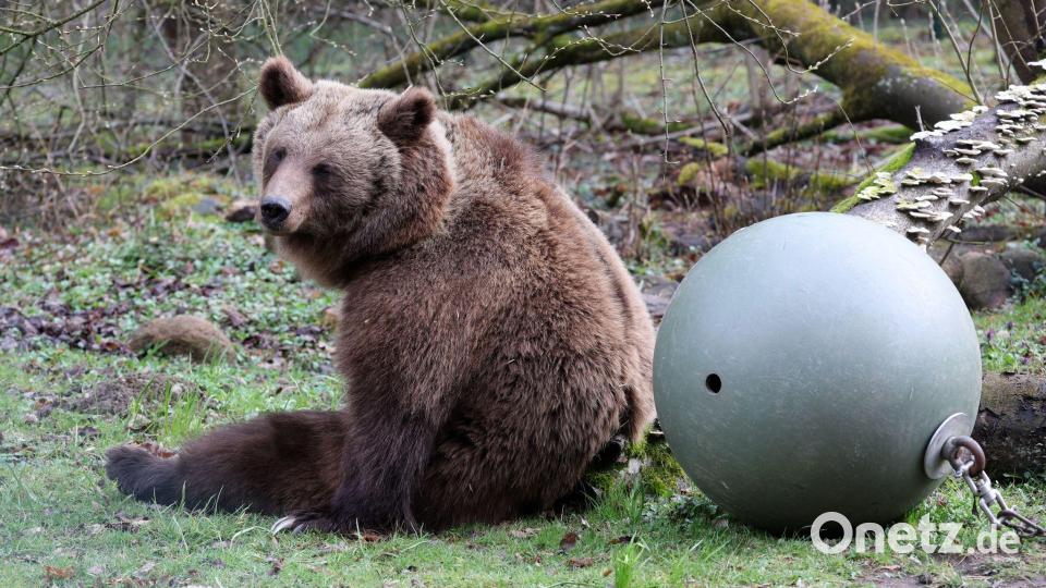 Winterruhe beendet: Bärenwald Müritz öffnet wieder Bild: Bernd Wüstneck/dpa