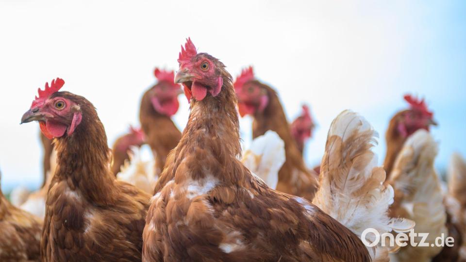Wegen Vogelgrippe und Newcastle Disease sind in den vergangenen Monaten Hunderttausende Legehennen gestorben. (Symbolbild) Bild: Klaus-Dietmar Gabbert/dpa