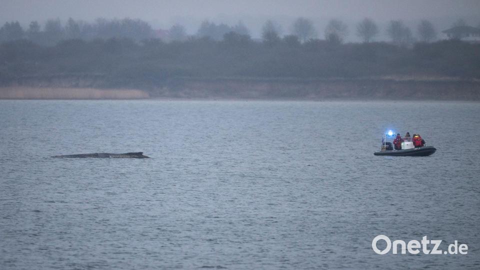 Der Buckelwal liegt noch immer fest Bild: Philip Dulian/dpa