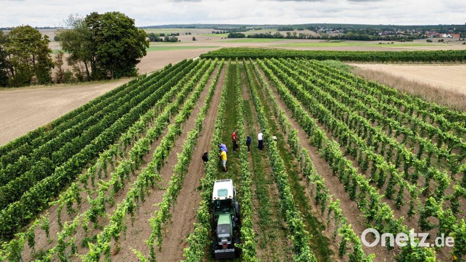 Trotz eines Rückgangs wegen des Wetters kommt fast die Hälfte des deutschen Weins aus Rheinhessen und der Pfalz. Bild: Lando Hass/dpa