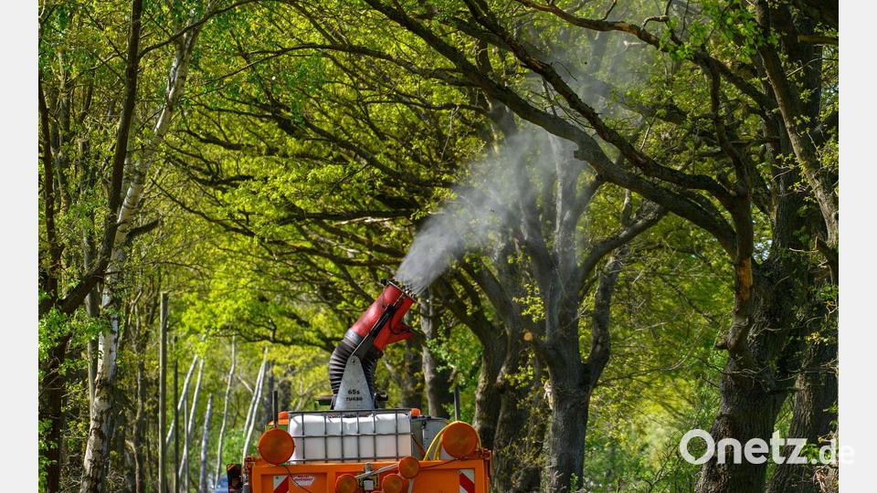 Ein Lastwagen mit einer montierten Sprühkanone bekämpft Eichenprozessionsspinner. Bild: Klaus-Dietmar Gabbert/dpa