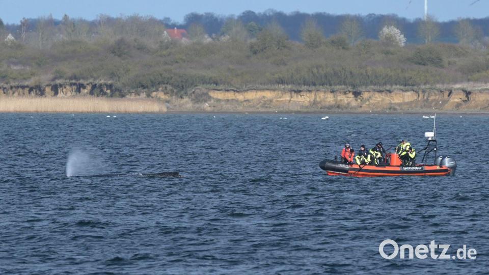 Der Buckelwal wurde nach dem Abtauchen wieder vor Wismar gesichtet. Bild: Stefan Sauer/dpa