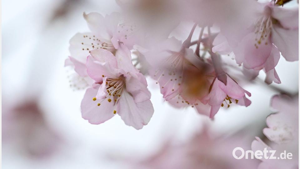 Zierkirsche blüht – rosa Frühlingsgruß aus einem Berliner Garten Bild: Britta Pedersen/dpa