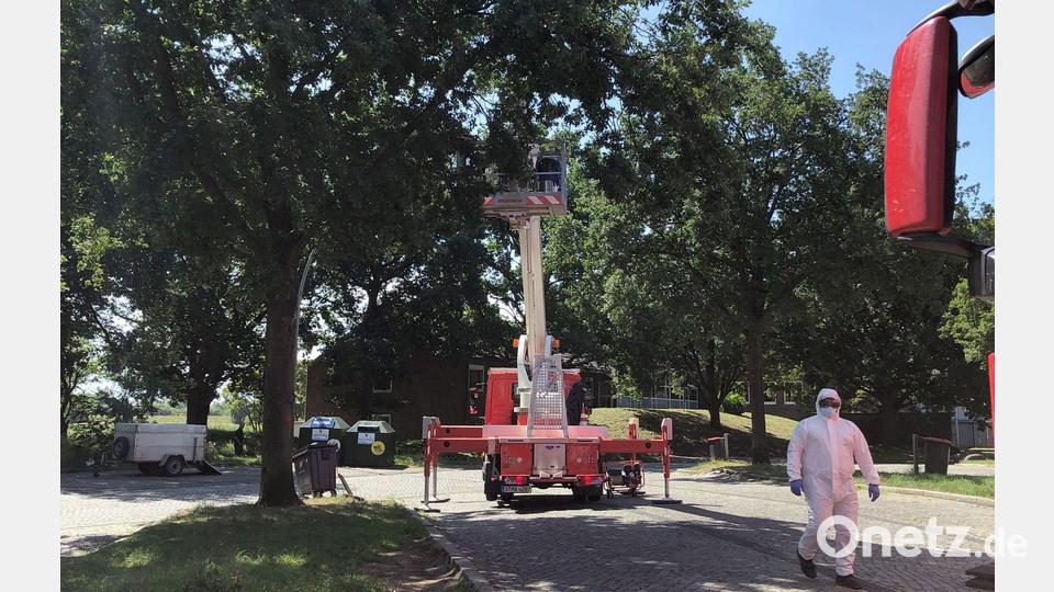 Die Autobahnmeisterei lässt auf dem Rastplatz Stillhorn Ost Nester des Eichenprozessionsspinners von Bäumen absaugen. Bild: Veronika Boge/-/dpa