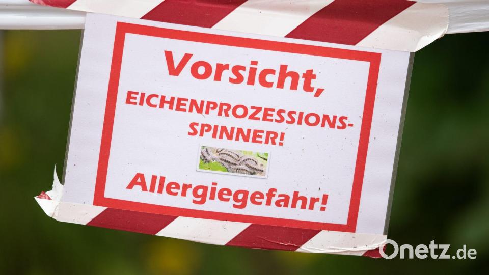 Die feinen und giftigen Haare der Raupe können beim Menschen starke Reaktionen auslösen. (Archivbild) Bild: Friso Gentsch/dpa