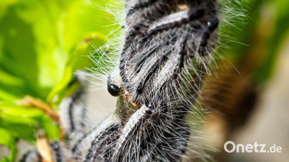 Deutschlandweit werden Maßnahmen gegen den Eichenprozessionsspinner ergriffen. (Archivbild) Bild: Soeren Stache/dpa