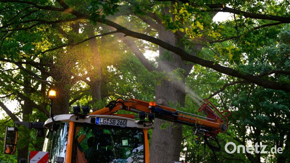 An einer Landstraße wird ein biologisches Mittel mit Nematoden gegen den Eichenprozessionsspinner versprüht. Bild: Philipp Schulze/dpa