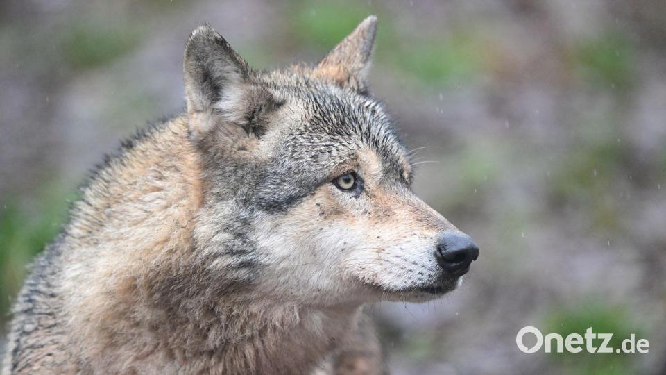 Die Zahl der Wölfe in Deutschland hat in den vergangenen Jahrzehnten deutlich zugenommen. Bild: Bernd Weißbrod/dpa
