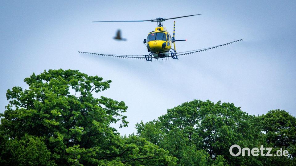 Ein Spezialhubschrauber versprüht über einer Allee ein biologisches Insektizid gegen den Eichenprozessionsspinner. Bild: Jens Büttner/dpa