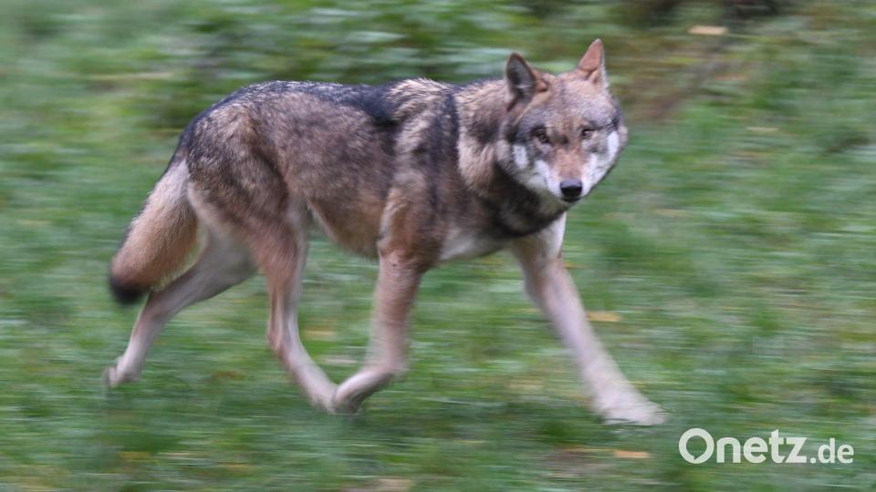 Eigentlich eher scheu: Wölfe meiden üblicherweise den Menschen. Bild: Carsten Rehder/dpa