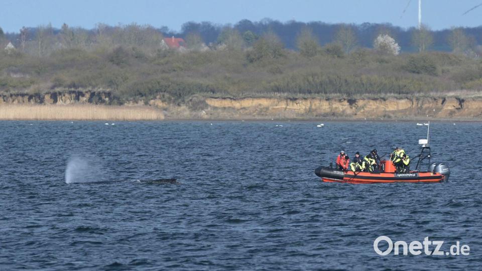 Buckelwal wurde erneut gesichtet. Bild: Stefan Sauer/dpa