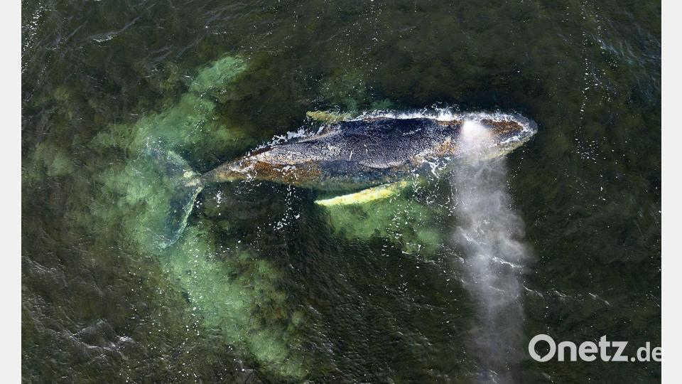 Eine Drohnenaufnahme herausgegeben von Greenpeace zeigt den Buckelwal in der Wismarbucht. Bild: Daniel Müller/Greenpeace Germany/dpa