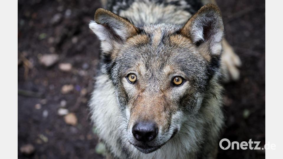 Vor dem Angriff auf eine Frau in Hamburg-Altona streifte der Wolf durch den Westen Hamburgs. (Symbolbild) Bild: Christian Charisius/dpa