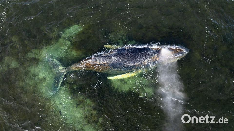 Der Wal ist seit Wochen an der Ostseeküste unterwegs. (Archivbild) Bild: Daniel Müller/Greenpeace Germany/dpa