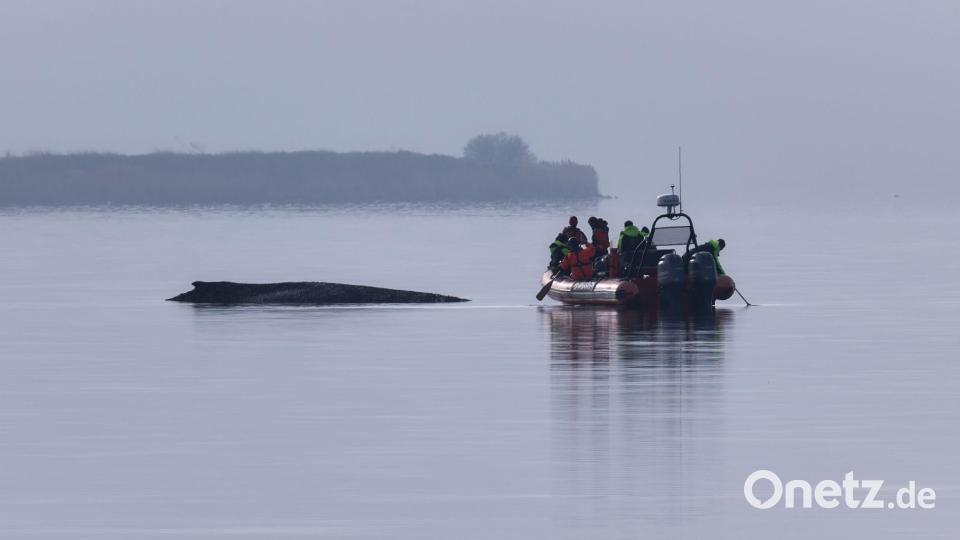 Immer wieder hatten sich Meeresschützer ein Bild vom Zustand des Wals gemacht. Bild: Marcus Golejewski/dpa