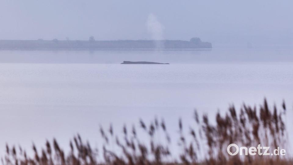 Die Atemfrequenz des Wals war laut Fachleuten zuletzt unregelmäßig. Bild: Marcus Golejewski/dpa