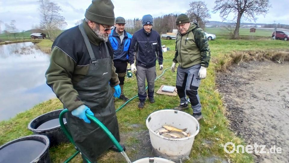 Was hat der Verein für Alternativen, wenn der Otter schneller ist und den Karpfen wegfrisst? Die Antwort: Regionalität einbüßen. Statt Karpfenlocken gibt es heuer Seefisch. Bild: szl
