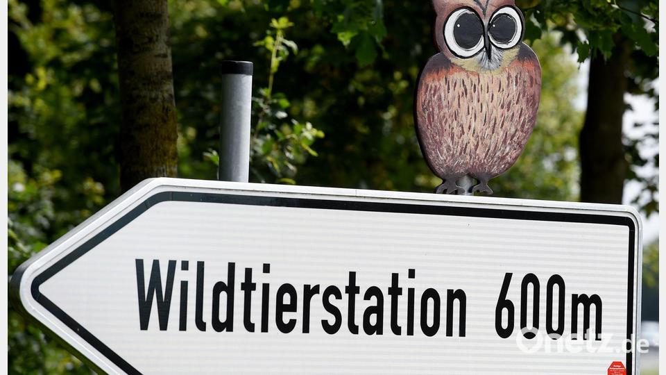 Der Hamburger Wolf soll nach Sachsenhagen gebracht worden sein. Bild: picture alliance / dpa