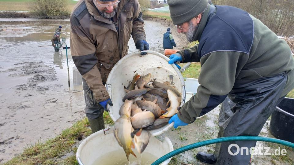 Die Fische werden sortiert und genau gewogen. Beim Abfischen im März kam nur die Hälfte der Fische zusammen, die es sonst für das Fischerfest bräuchte. Bild: szl
