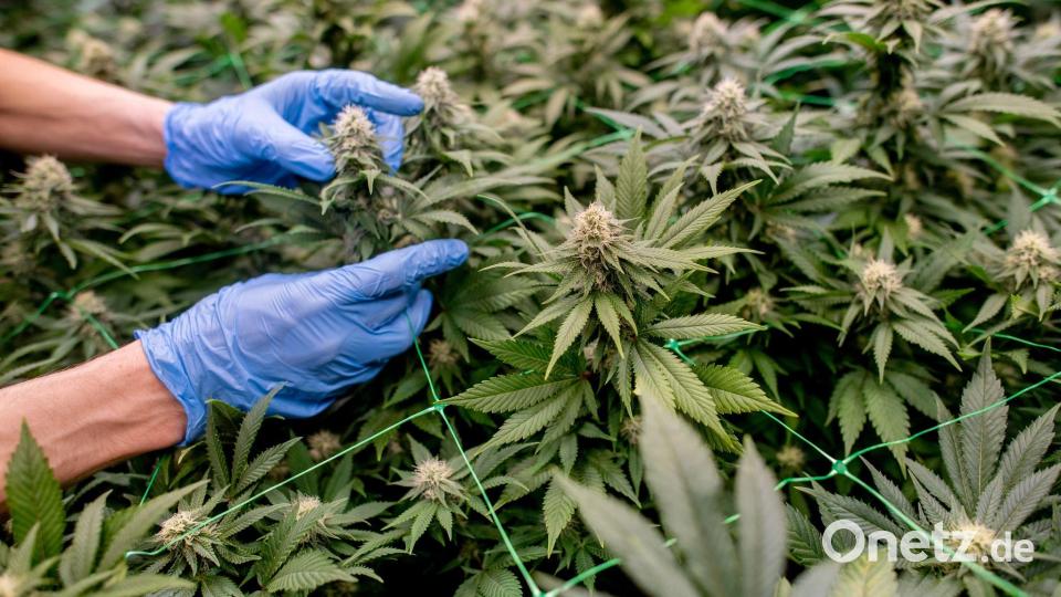 Anbauvereinigungen müssen in einem komplexen Verfahren genehmigt werden. (Symbolbild) Bild: Hauke-Christian Dittrich/dpa