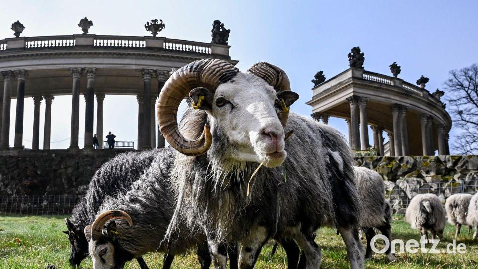 Insgesamt 35 Schafe weiden im Park Sanssouci derzeit auf der Wiese am Rossbrunnen und helfen bis November bei der ökologischen Wiesenpflege von 15 Hektar Grasfläche. Bild: Jens Kalaene/dpa
