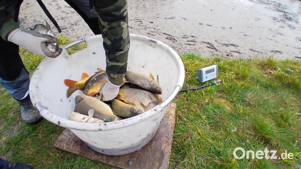 Zu wenig Karpfen: Deshalb streicht der Kreisfischereiverein Kemnath die Karpfenlocken im Bierteig von der Karte des Fischerfestes. Bild: szl