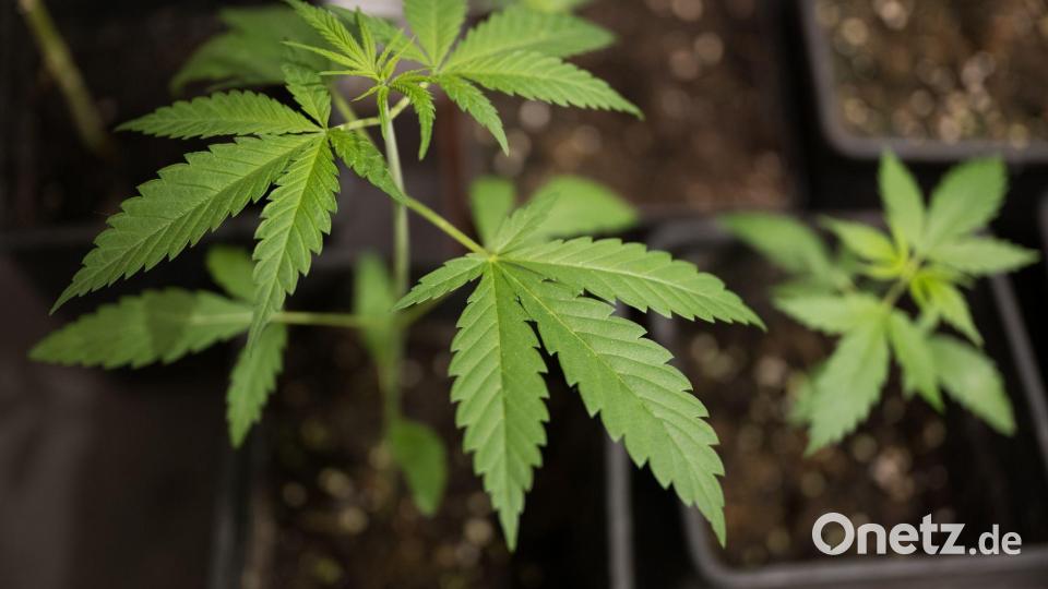 Erwachsene dürfen bis zu drei Cannabispflanzen daheim anbauen. (Symbolbild) Bild: Sebastian Gollnow/dpa