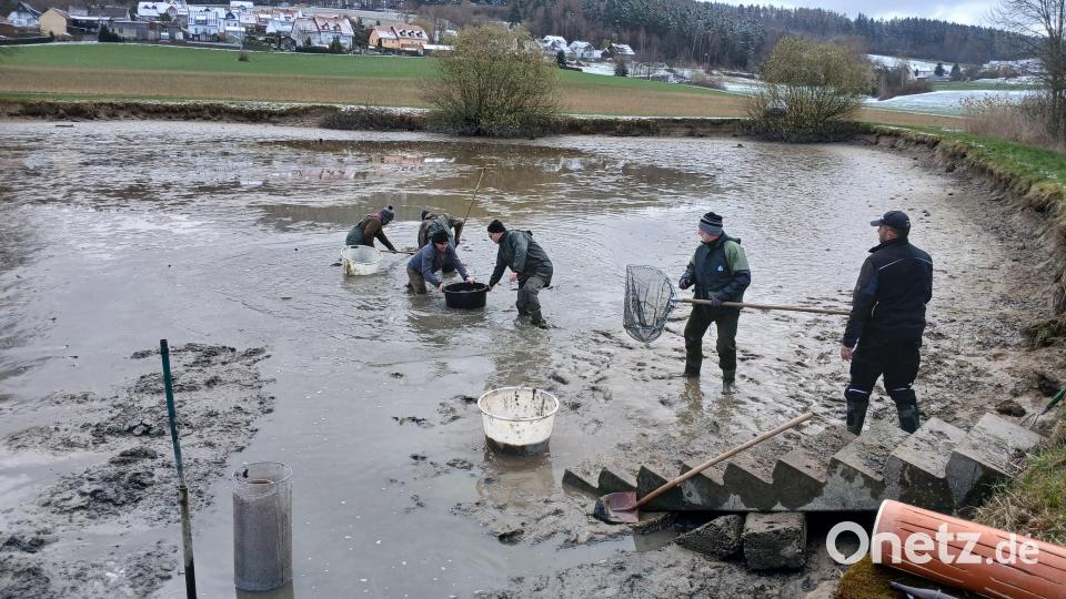 Beim Abfischen im Herbst registrierte der Verein teils 80 Prozent Verlust durch den Otter. "Das ist super frustrierend", sagt Thomas Götz, Vorsitzender des Kreisfischereivereins. Bild: szl