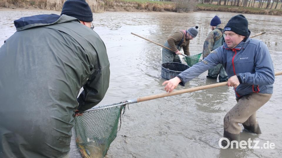 Der Fischotter bedroht das Kemnather Fischerfest. Schon seit Jahren "erntet" der Verein nicht mehr genügend Karpfen aus seinen Weihern für seine Spezialitäten beim Fest. Der Otter ist schneller und frisst alles weg. Bild: szl