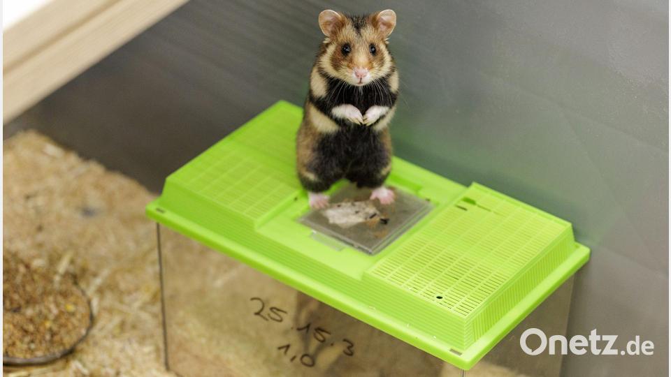 Das Weibchen ist auf die noch verschlossenen Behälter gesprungen. Sie bekundet damit ihr Interesse an dem Männchen. Bild: David Ebener/dpa