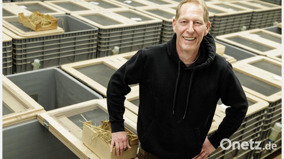 Tierpfleger Jörg Kritschker bringt die für die Verpaarung vorgesehenen Weibchen und Männchen zusammen. Bild: David Ebener/dpa