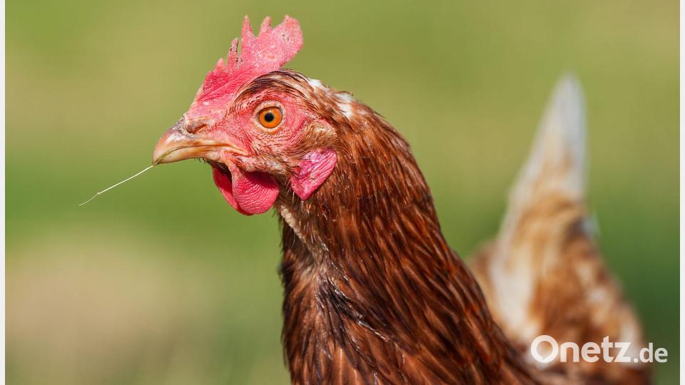 Durchgeführt wurde die Studie mit 20 Küken. (Symbolbild) Bild: Soeren Stache/dpa