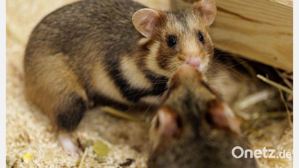 Vorsichtige Annäherung. Ein Weibchen und ein Männchen sind im NRW-Artenschutzzentrum für die Verpaarung vorgesehen. Bild: David Ebener/dpa