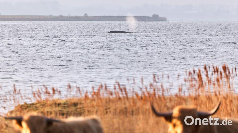 Rinder stehen auf einer Weide am Ufer, während im Hintergrund der Buckelwal am Vormittag noch immer auf einer Sandbank vor der Insel Poel liegt. Bild: Marcus Golejewski/dpa