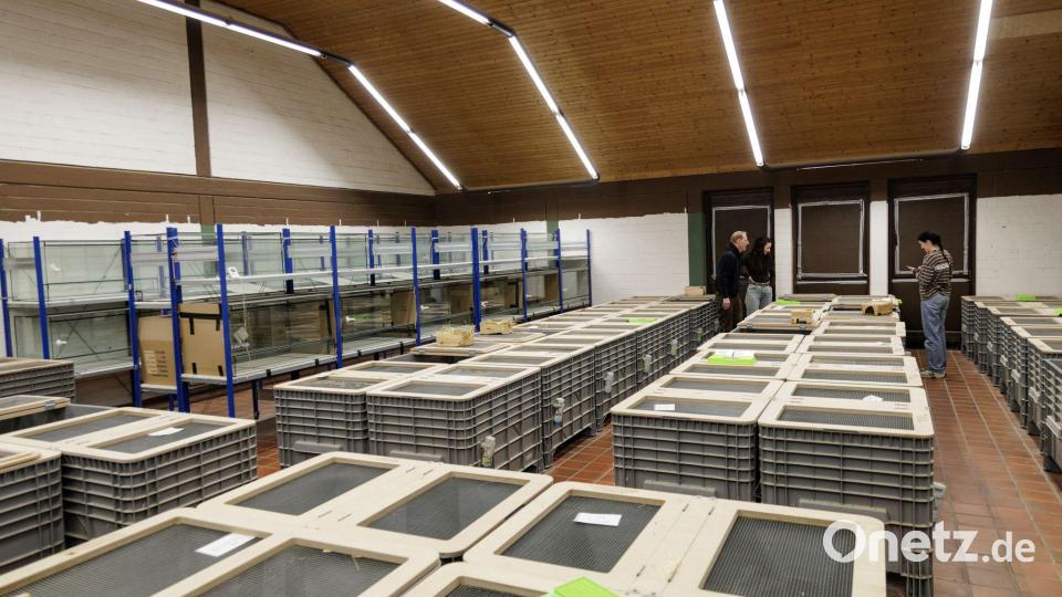 In Großboxen werden im NRW-Artenschutzzentrum in Metelen rund 160 Feldhamster für die Zucht gehalten. Bild: David Ebener/dpa