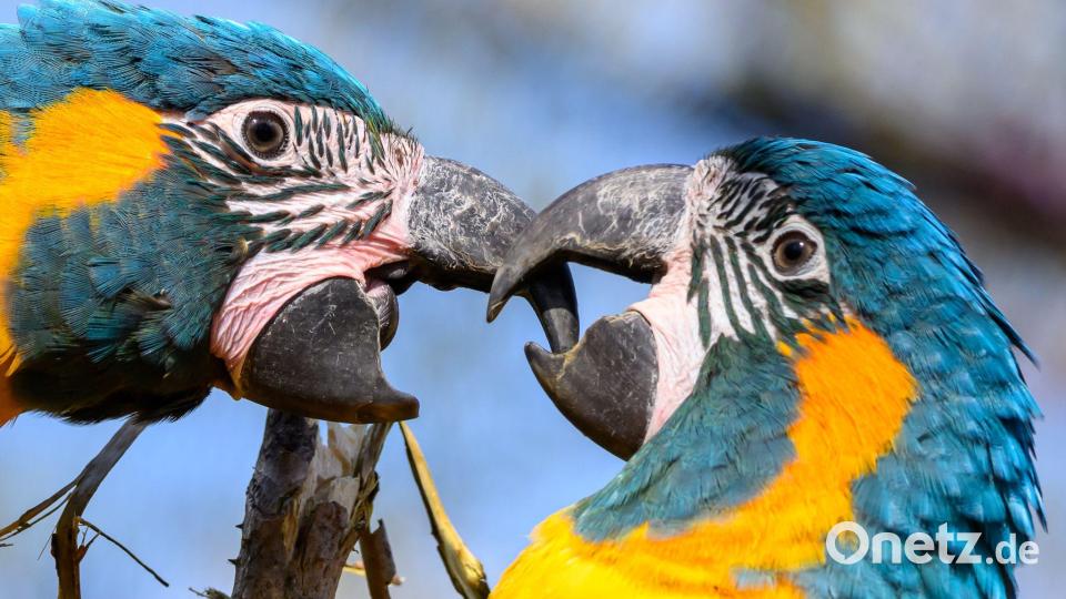 Blaukehlaras sitzen in der neuen Vogelwelt im Zoo Leipzig auf einem Ast. Bild: Hendrik Schmidt/dpa
