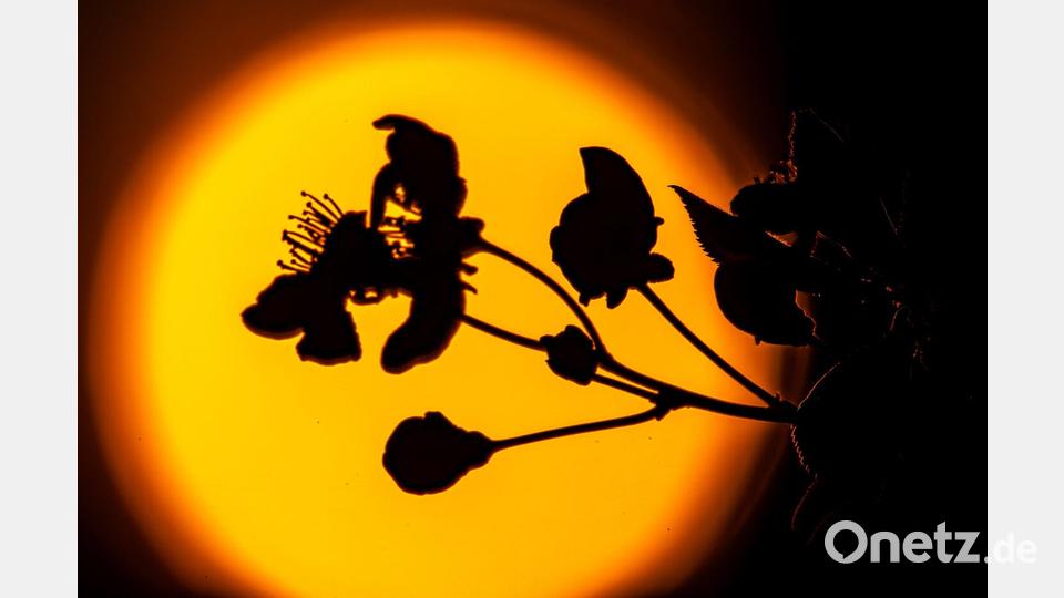Kirschblüten vor Sonnenuntergang Bild: Frank Hammerschmidt/dpa