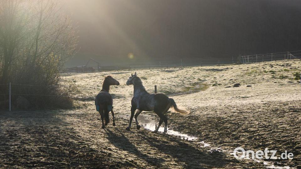 Zwei Pferde laufen auf einer Koppel in Vahrendorf in der Gemeinde Rosengarten. Bild: Georg Wendt/dpa