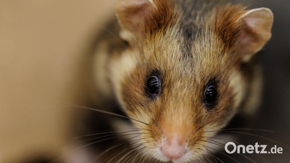 Ein einjähriger Feldhamster schaut sich in seiner Großbox im NRW-Artenschutzzentrum um. Bild: David Ebener/dpa