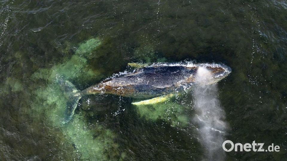 Der Sterbeprozess eines gestrandeten Wales kann sich hinziehen. Bild: Daniel Müller/Greenpeace Germany/dpa